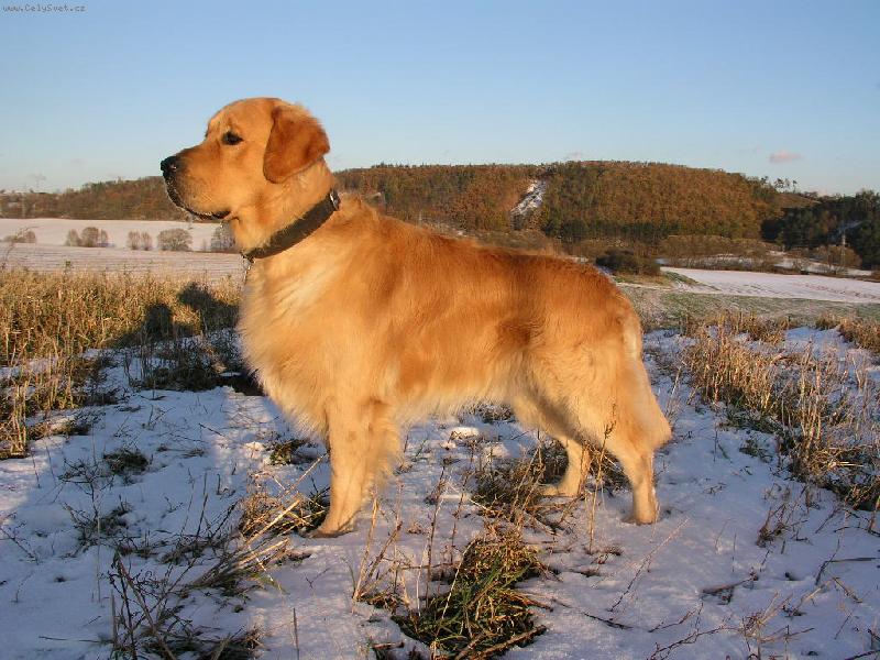 Foto: Baddy-Náš chlupáč při západu slunce.