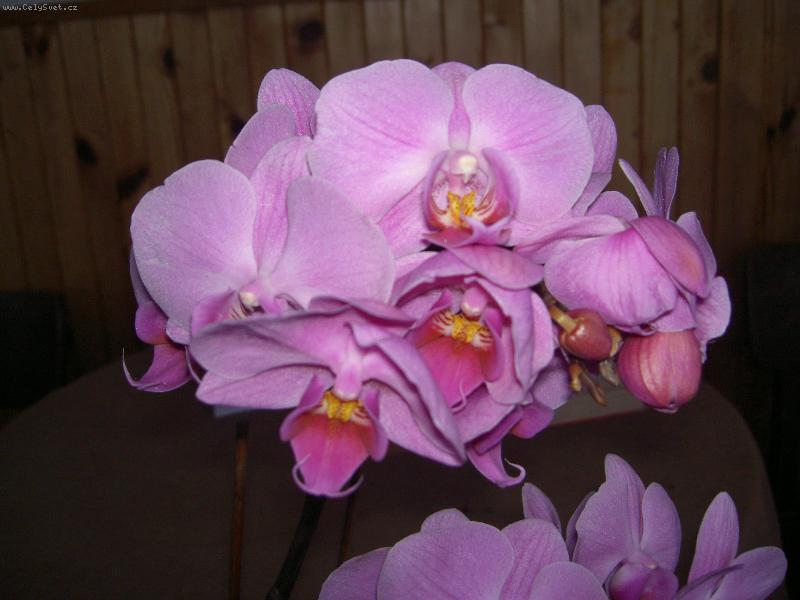 Foto: Květy