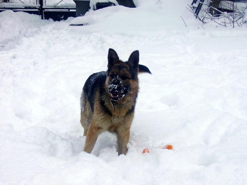 Foto: Německý ovčák