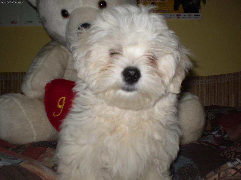 Foto: 3 měsíční Montíček:)