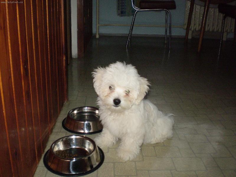 Foto: Monty rád baští:)