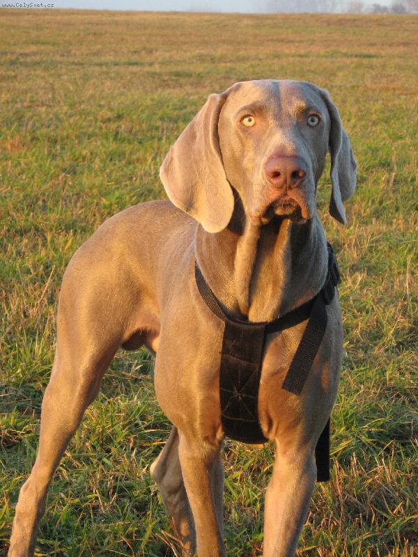 Foto: Archie-Dávám pozor