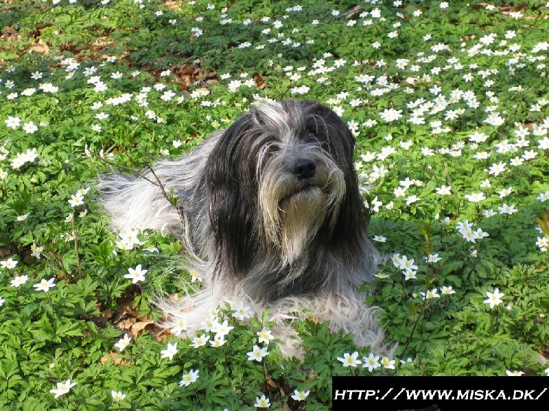 Foto: Holandský ovčácký pudl