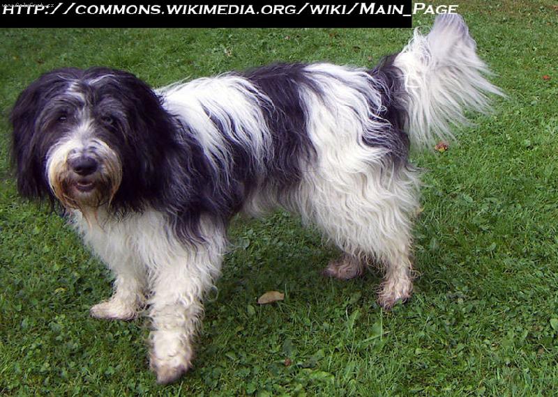 Foto: Holandský ovčácký pudl