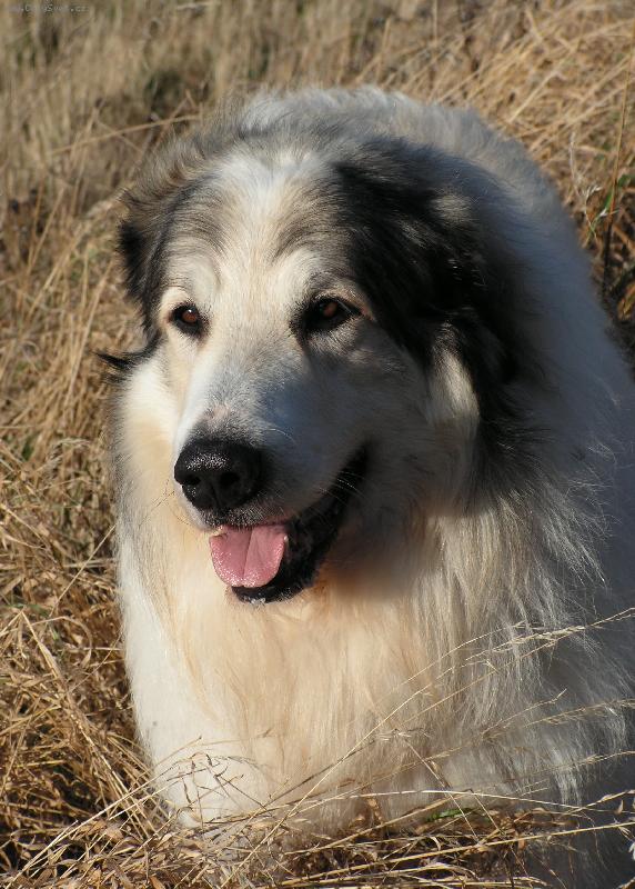 Foto: suchá tráva mi sluší...