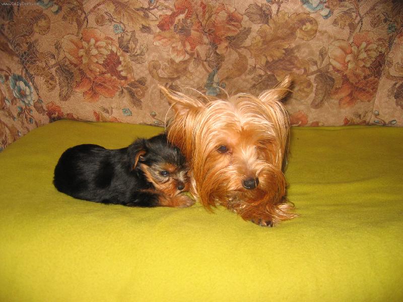 Foto: Yorkšírský teriér-Sindy se svojí maminkou