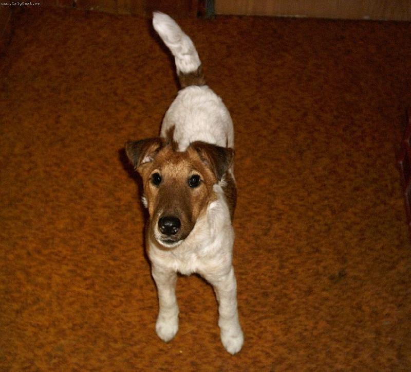 Foto: Čekám na pamlsek-fenka -5 měsíců