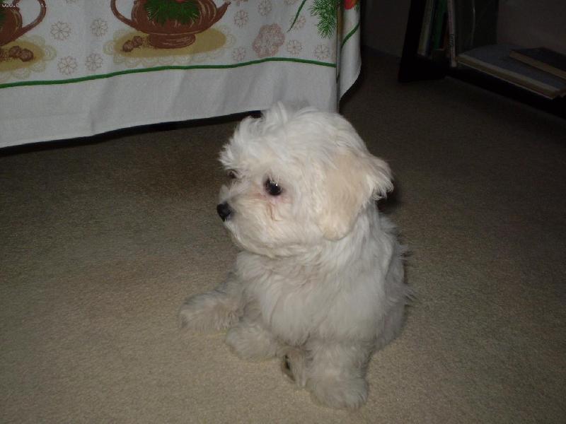 Foto: Po procházce v dešti-Maltézáček Monty