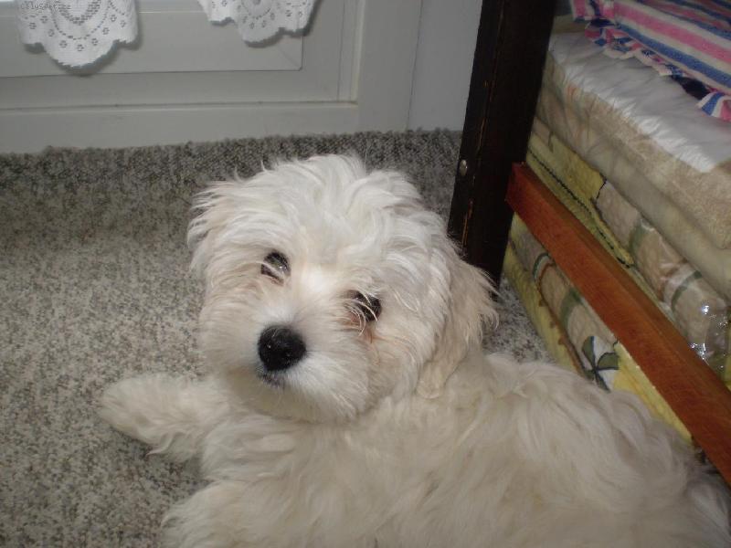 Foto: Maltézáček Monty