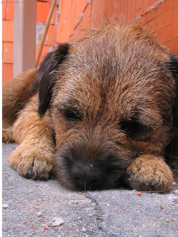 Foto: Anorek spí-Anorek spí