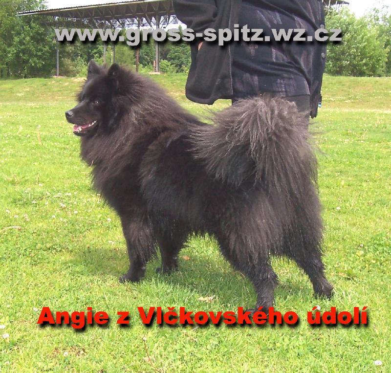 Foto: Angie z Vlčkovského údolí-na této fotce je ROĆNÍ fenka!!!