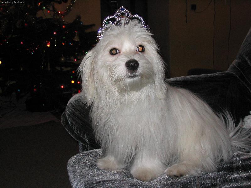 Foto: Kimeček náš král :-)-moje dcera půjčila Kimečkovi čelenku :-)