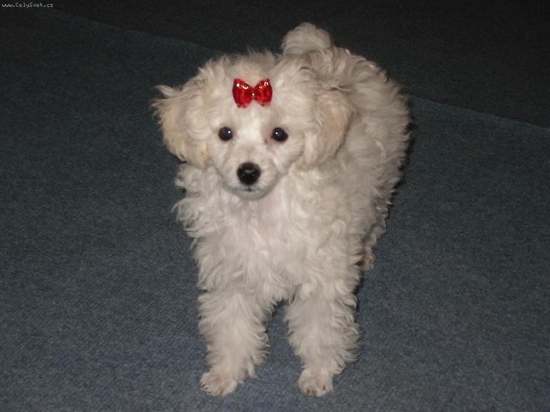 Foto: Pudl toy-12-ti týdenní štěně