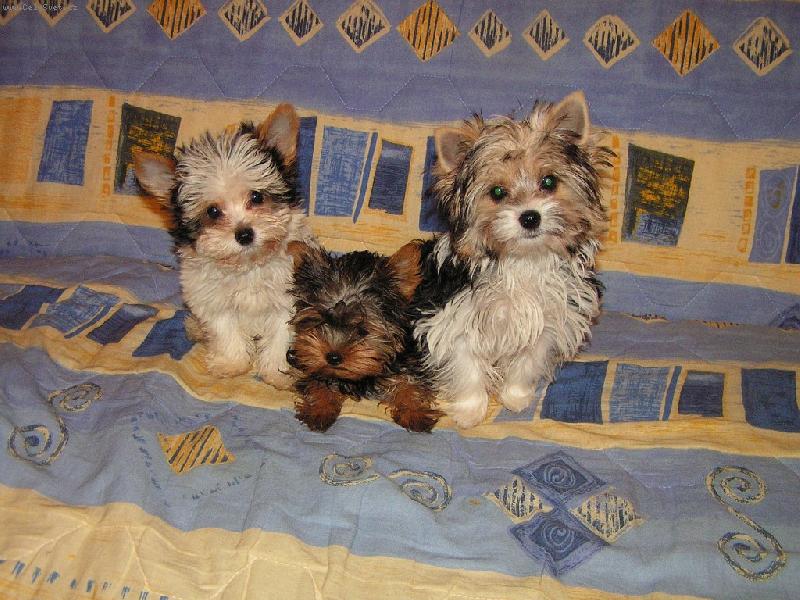 Foto: Snoopy Saša a Sára-první veřejné představení Biewer´s