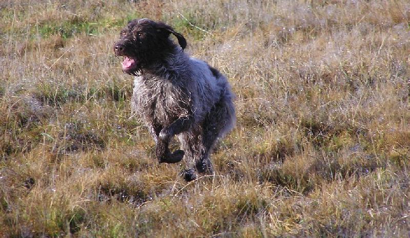 Foto: Český fousek Monika-český fousek v běhu