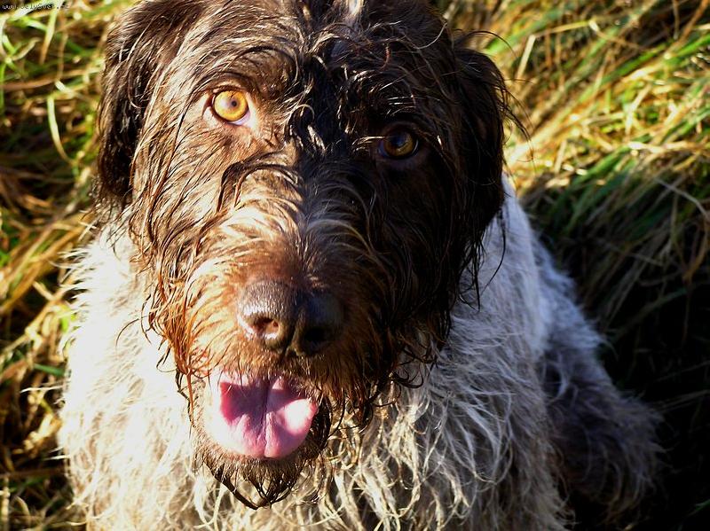 Foto: Český fousek Monika 2-český fousek v detailu