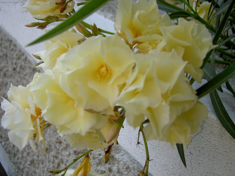 Foto: Olenadr obecný