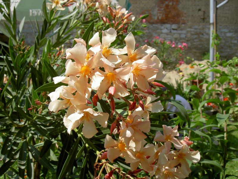 Foto: Olenadr obecný