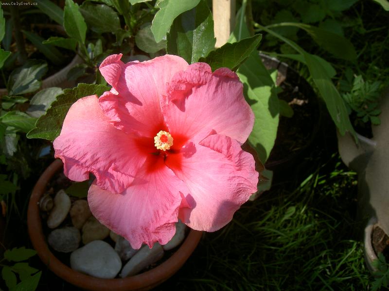 Foto: Ibišek čínský