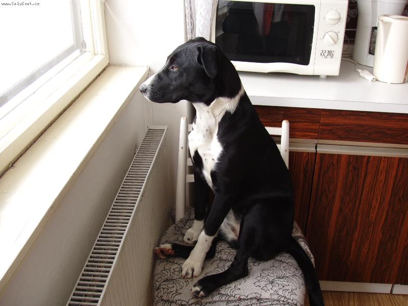 Foto: Šála-proč stát, když mužu sedět