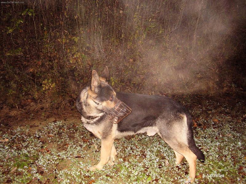 Foto: Roky-Nemecký ovčák