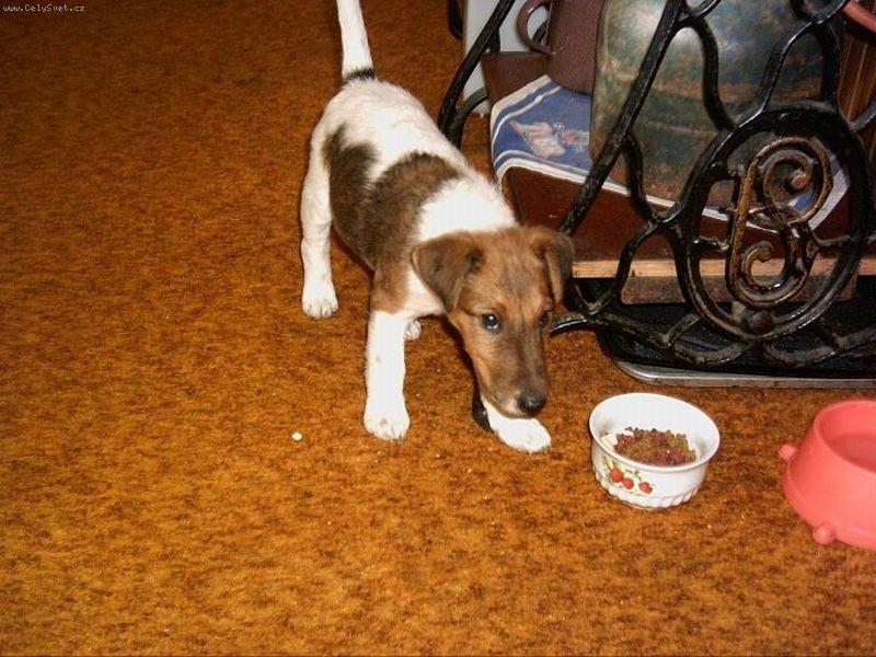 Foto: Pojď si se mnou hrát-To je naše psí slečna Zita