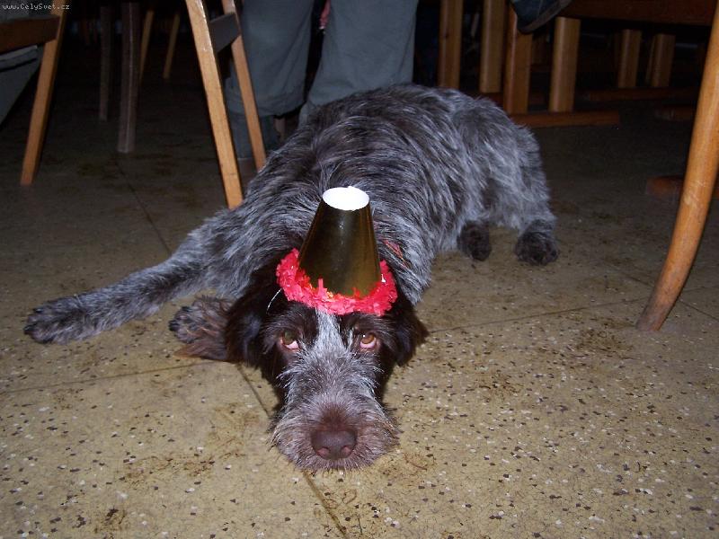 Foto: Gina v silvestrovském opojení