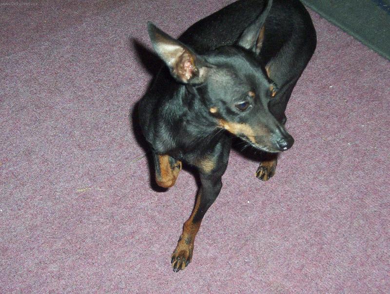 Foto: pražský krysařík