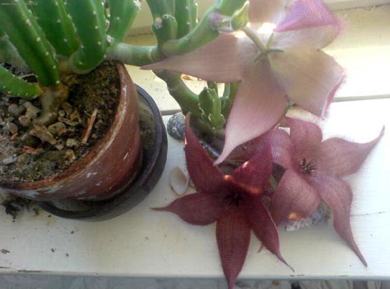 Foto: Stapélie-..začíná vykvétat