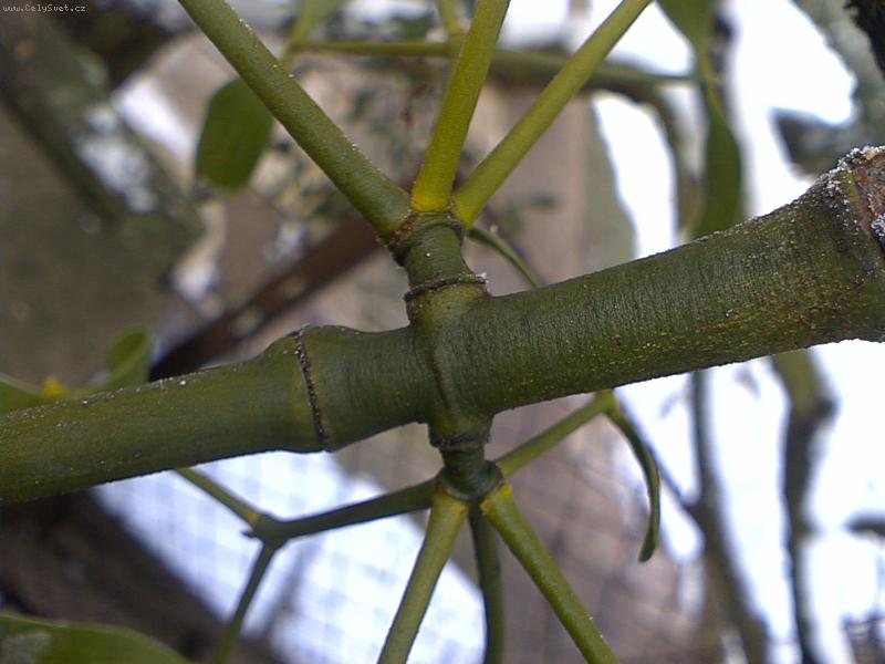 Foto: Jmelí na jmelí-Jmelí může růst samo na sobě.