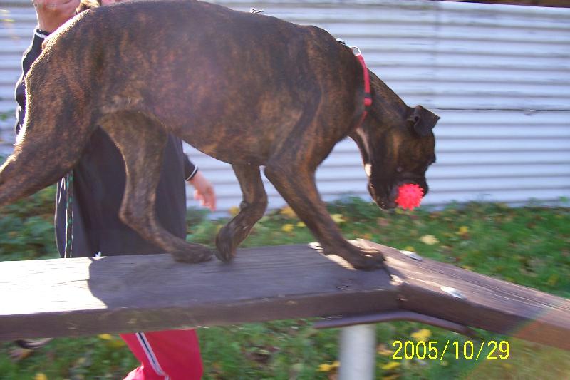 Foto: Megulka-cvičení se svým páníčkem mám ráda