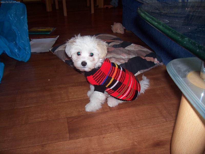 Foto: Přišla zima...-Jdeme s Timečkem ven