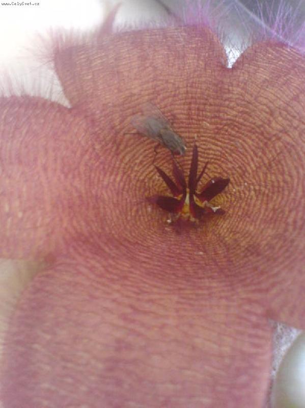 Foto: Stapélie-opylovávána mouchou