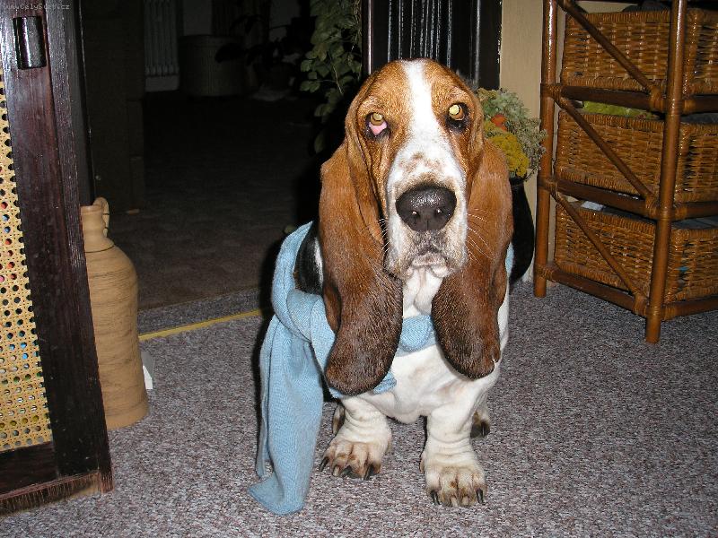 Foto: Šálu už mám ale sníh nikde.