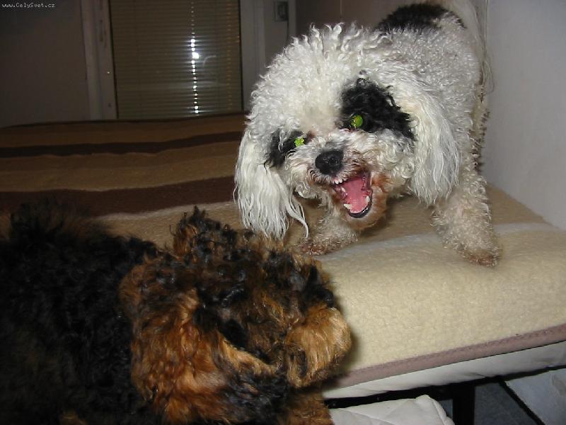 Foto: Denis v útoku na nového kamaráda.-ATTACK