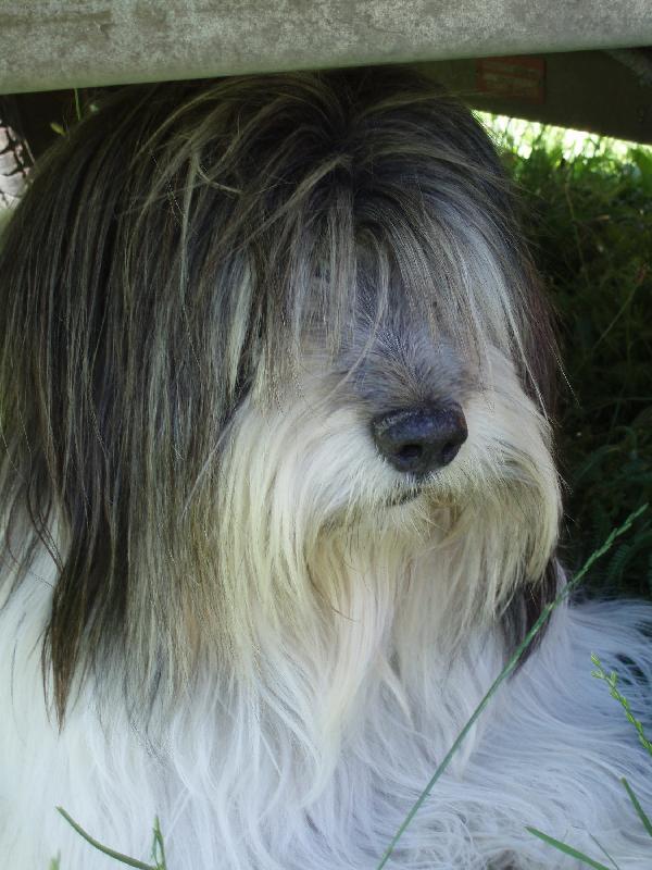 Foto: krasavec z Neratovic-Polský nížinný ovčák