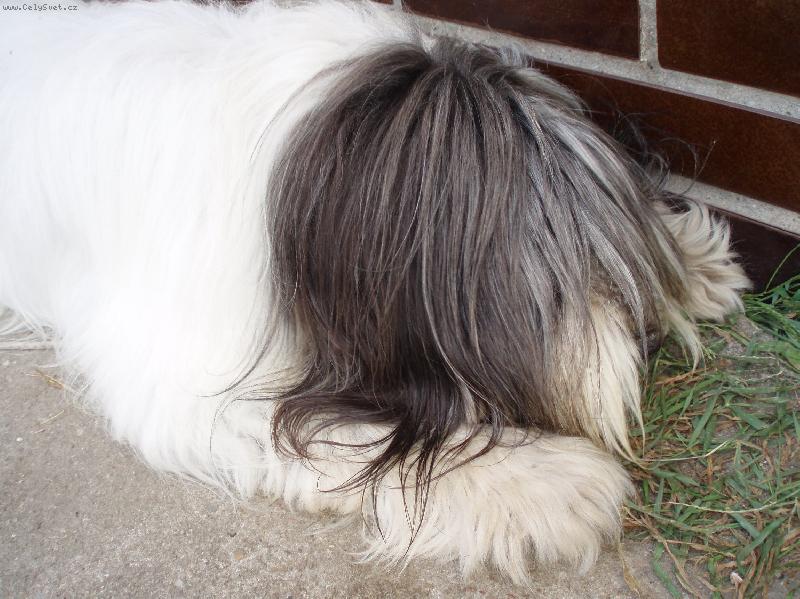 Foto: krasavec z Neratovic-Polský nížinný ovčák