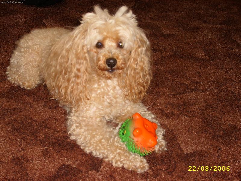 Foto: S ježečkem-Hlídá si svoji hračku