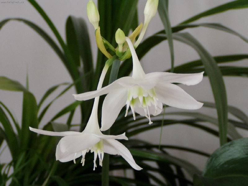 Foto: neznámá kráska-pěstujeme ji už deset let a teprve teď známe její název