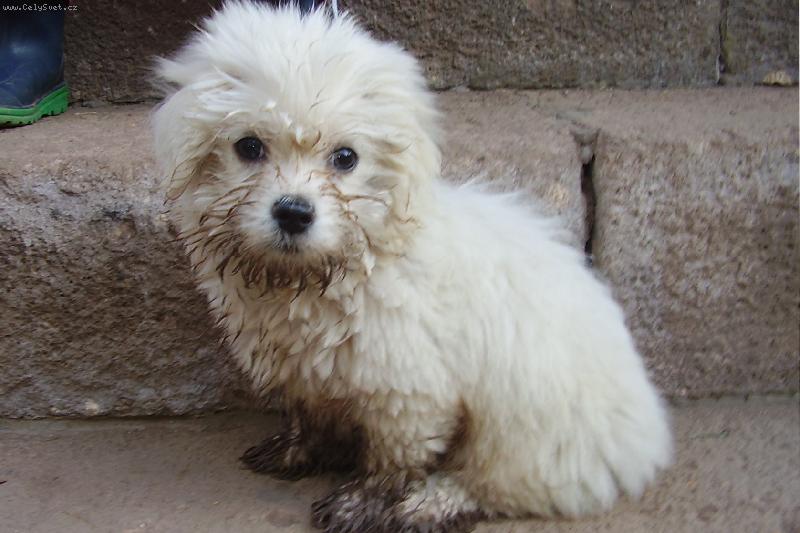 Foto: Když byl Kimi malý-po procházce ranní rosou :-) v lese