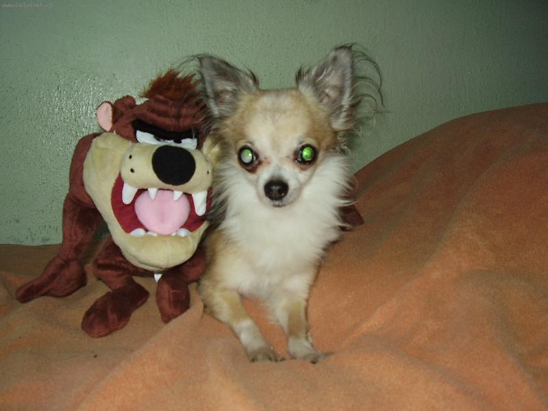 Foto: adámek ve svých 9.5letech-já a tazmán