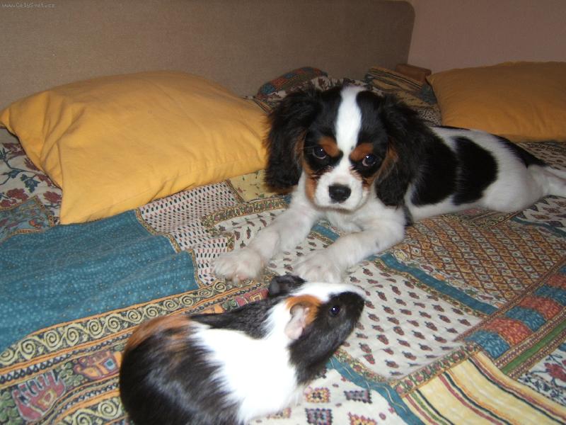 Foto: moje zlat��ko Brixi-s mor��tkem:)