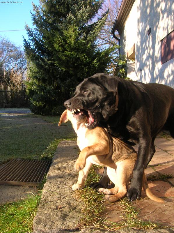 Foto: Určování pravidel-krocení nováčka