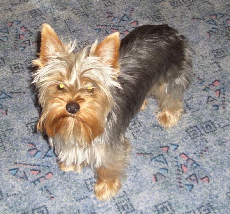 Foto: Naše fenečka-tak tohle je naše Terynka