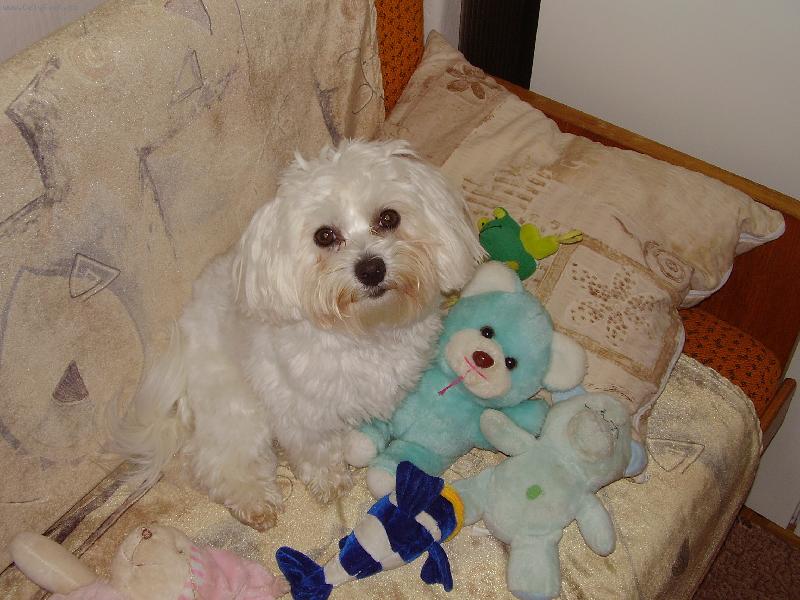 Foto: Samíček a jeho hračky