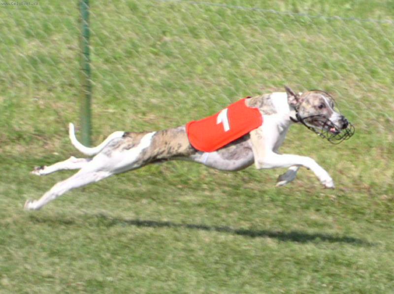 Foto: dostihy-Badalucco Petula-Vera