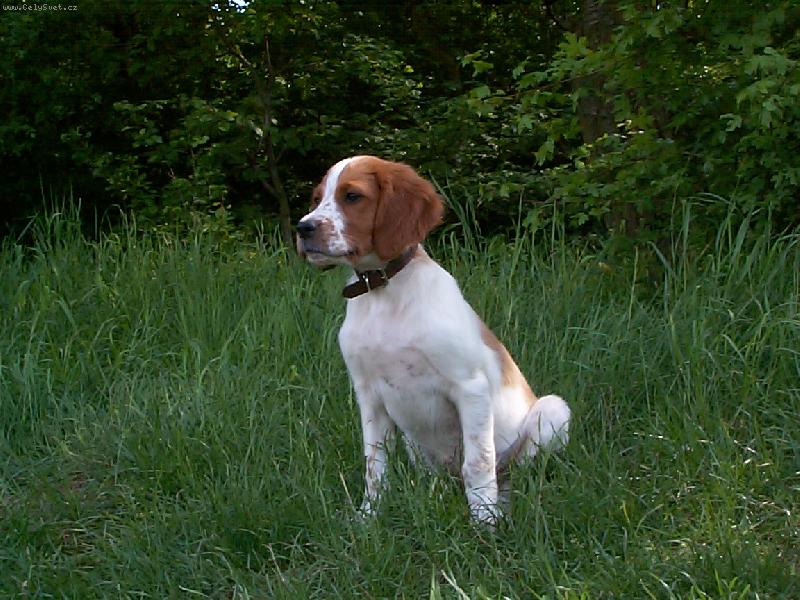 Foto: malá-lovit odhodlána-IRWS