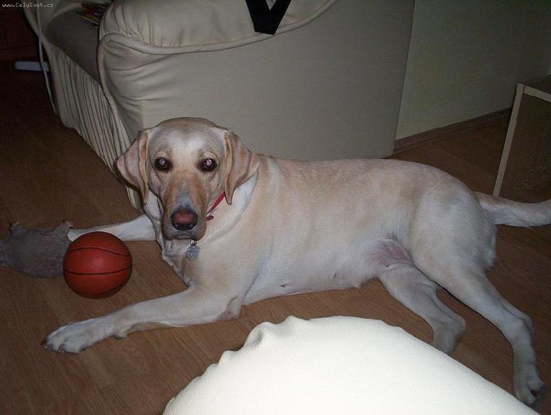 Foto: naše Sendynka-Tak toto je naše skoro 4letá kamarádka Sendy