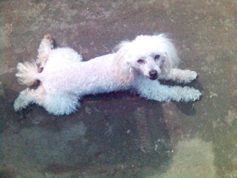 Foto: Náš mazel.-Tak naše Kelynka většinou leží.