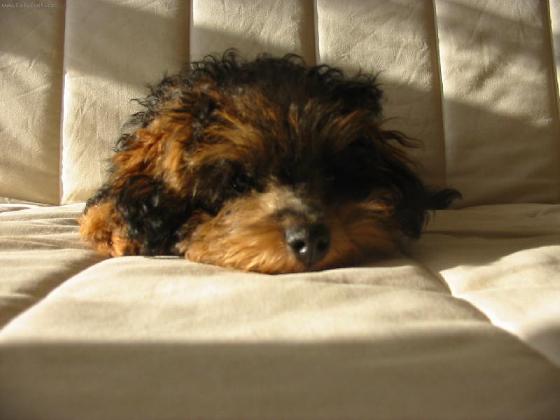 Foto: Relax-5-ti měsíční Rony po obědě